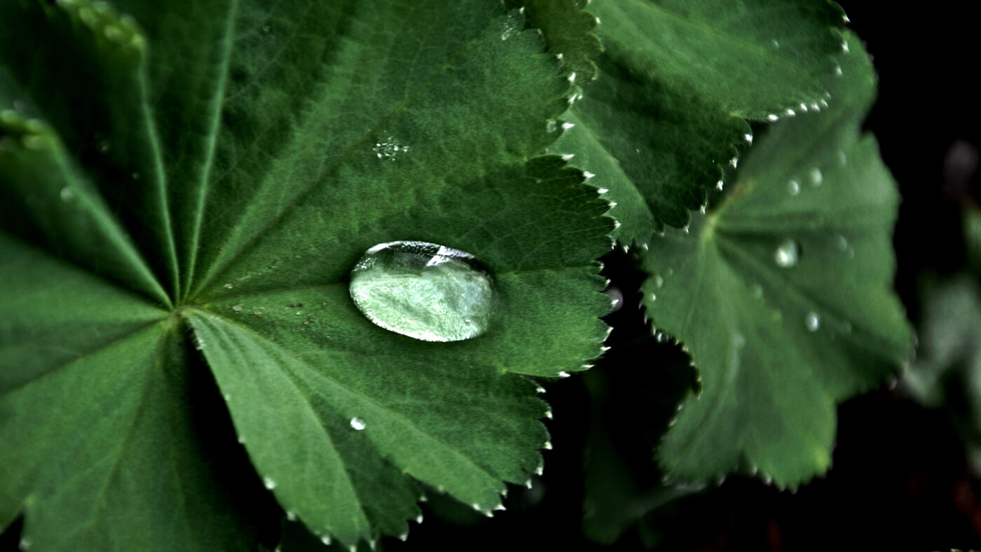 alchemilka obyčajná - alchemilla vulgaris